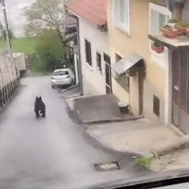 Medvjed u gradu (ilustracija)