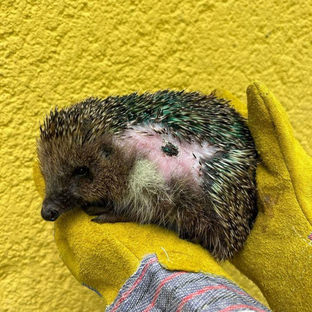 Oporavljeni jež