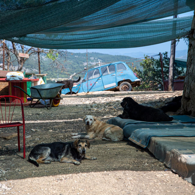 Azil za pse na Žarkovici
 