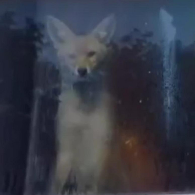 Lisica u sinjskom autobusu