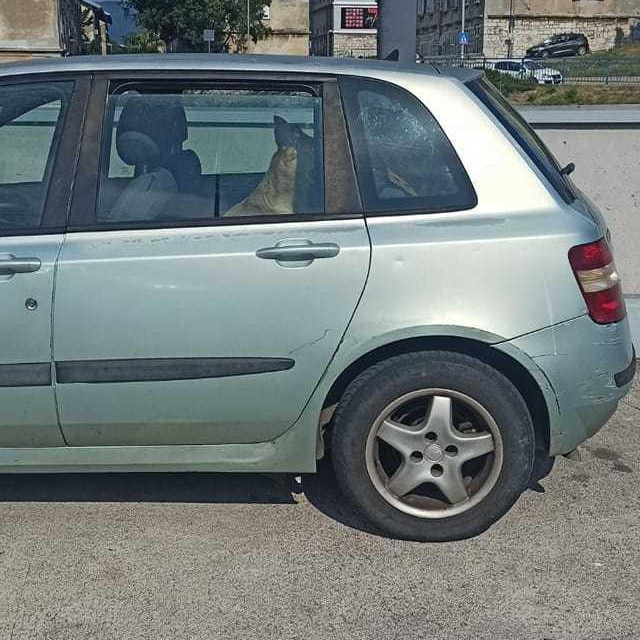 Pas u automobilu