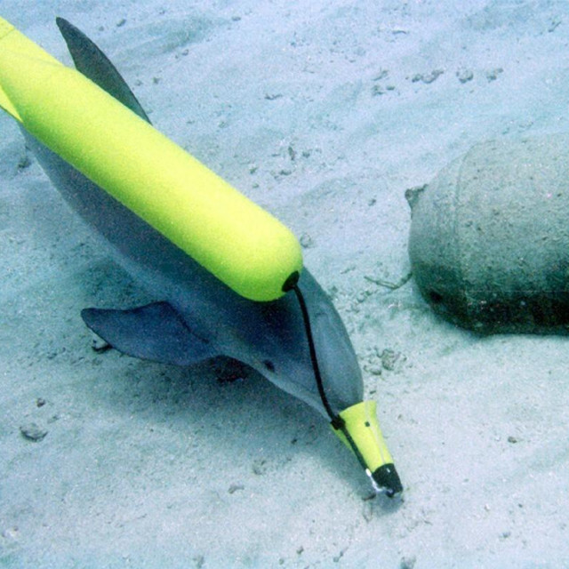 Dupini za vrijeme obuke u San Diegu