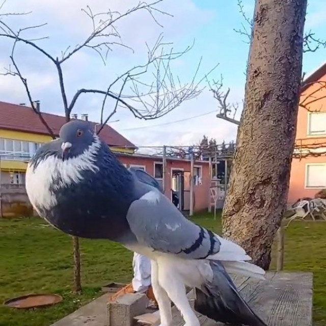 Veliki engleski gušan