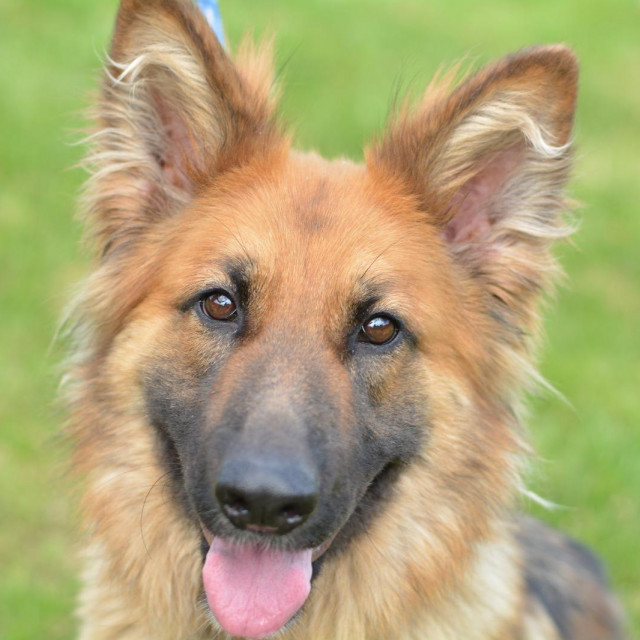 Njemačka ovčarka Molly