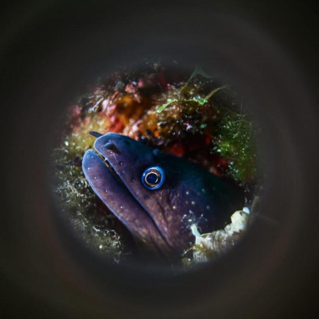 Jedna od fotografija