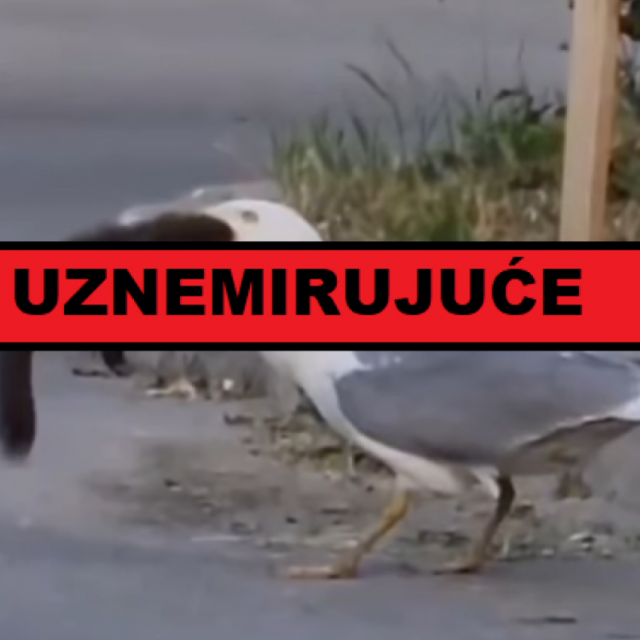 Galeb progutao vjevericu