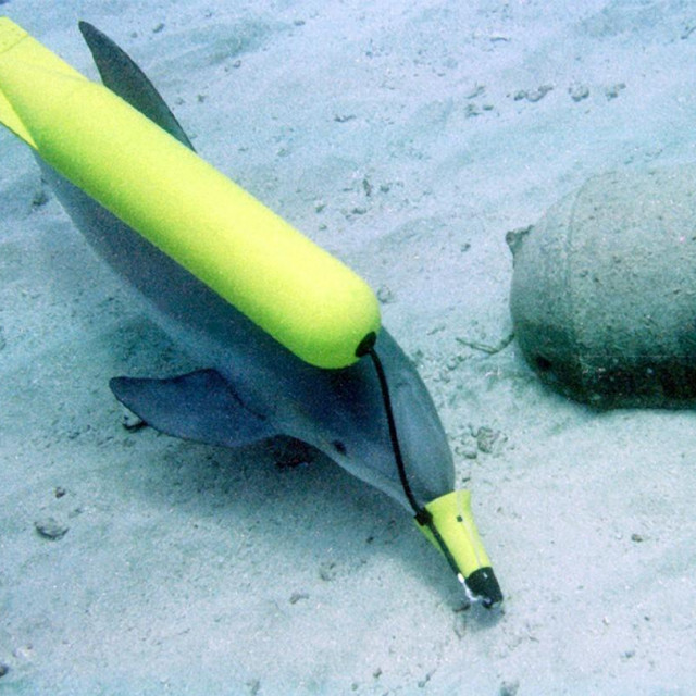 Dupini na vojnoj obuci