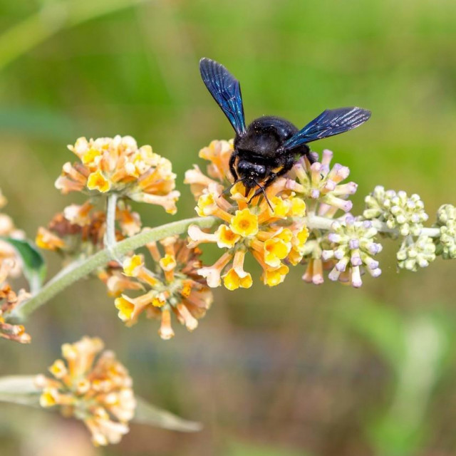 Crna pčela drvarica