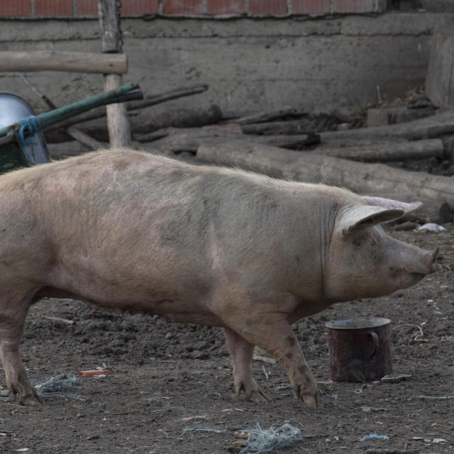 Arhivska fotografija