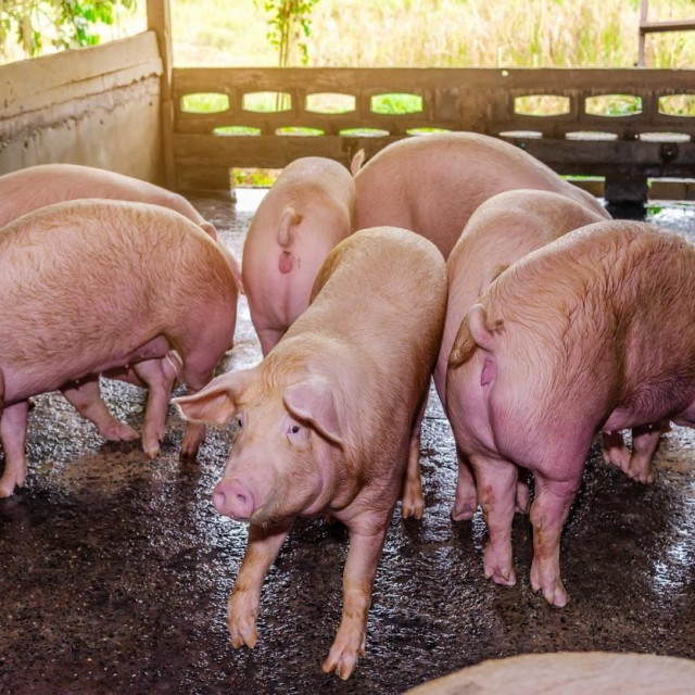 Ilustrativna fotografija