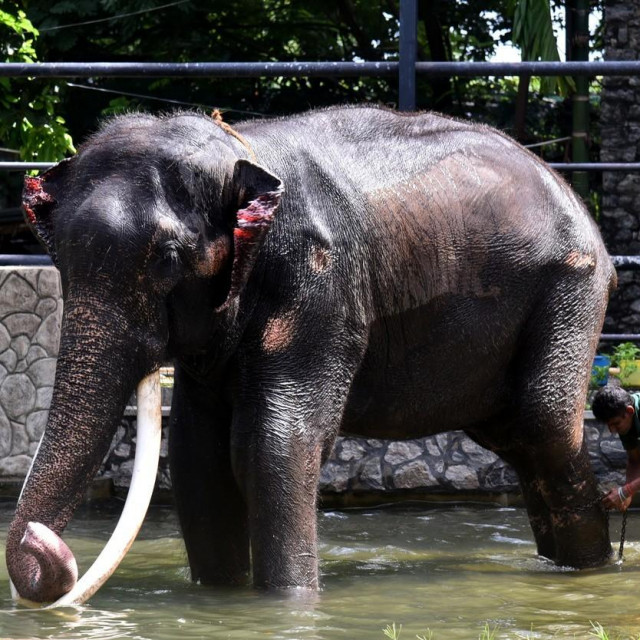 Muthu Raja oporavljao se u ZOO vrtu