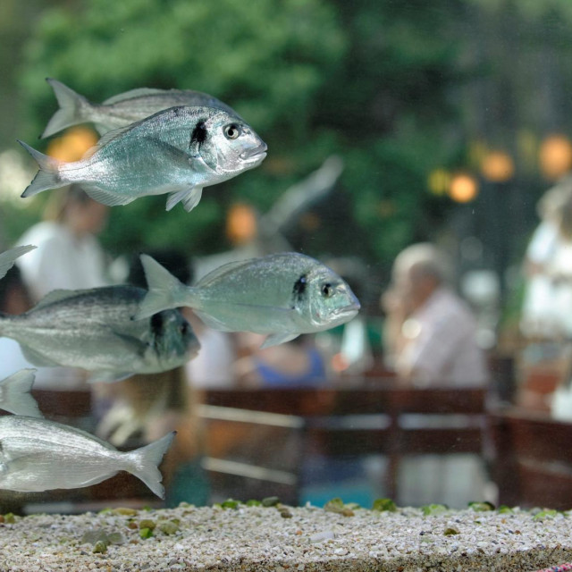 Akvarij s komarcama u bašti restorana u Zatonu