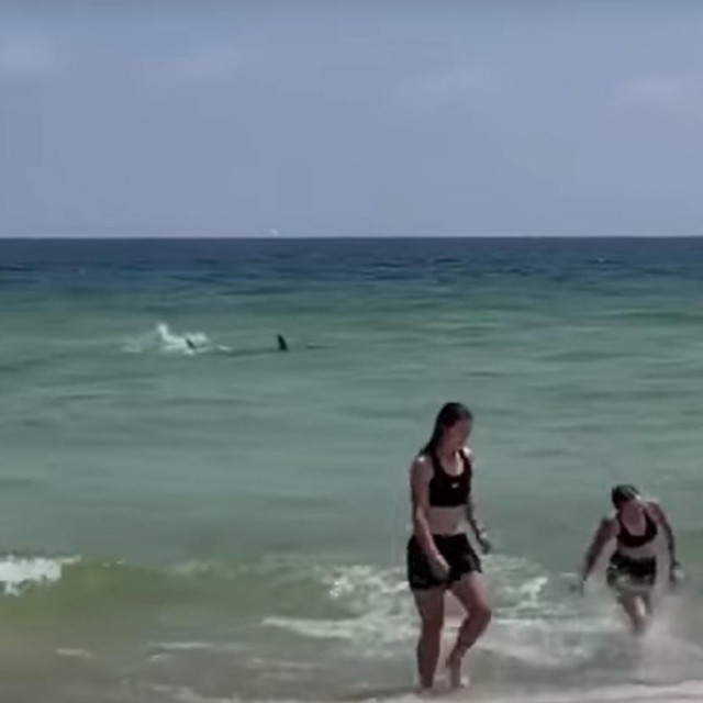 Morski pas u floridskom Perdido Keyu