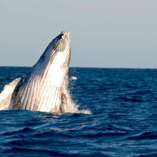 Grbavi kit, ilustracija