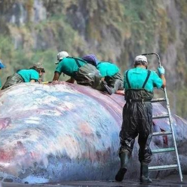 Obdukcija uginulog kita