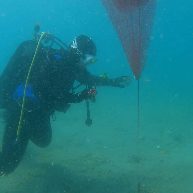 Ronioci pomažu u akciji očuvanja periske