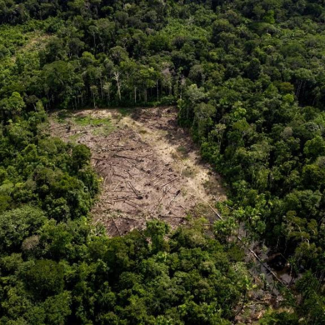 Sječa šuma u Amazoniji