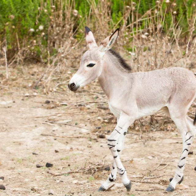 Image: 102500896, License: Royalty-free, Restrictions:, Model Release: no, Credit line: FRANCK CAMHI/Alamy/Profimedia