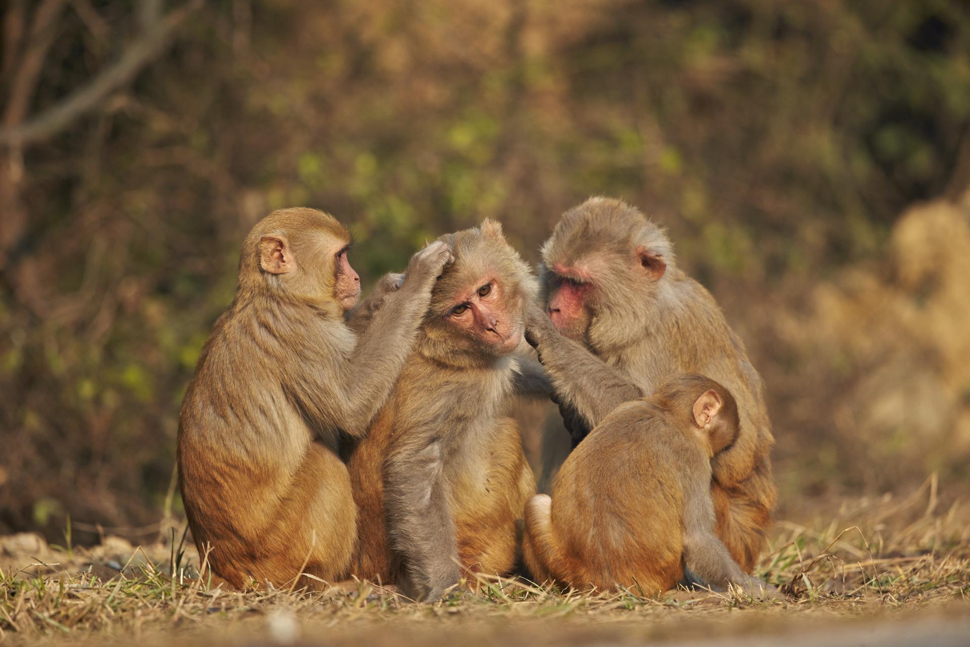 Lezbiyenlar ozlarining mushuklarini hammomda oldirishmoqda