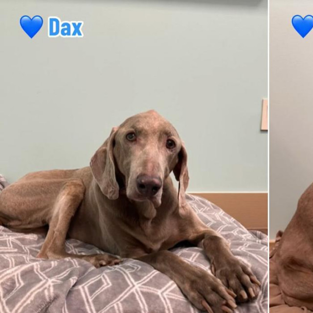 Dvadesetogodišnji Dax u skloništu za životinje