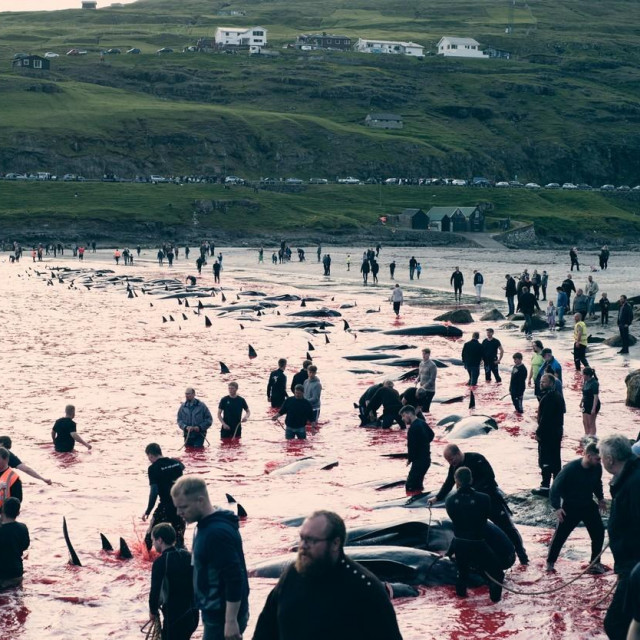 Grindadráp na Farskim otocima