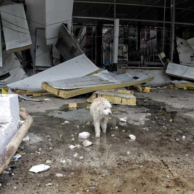 Pas na ulici u Ukrajini