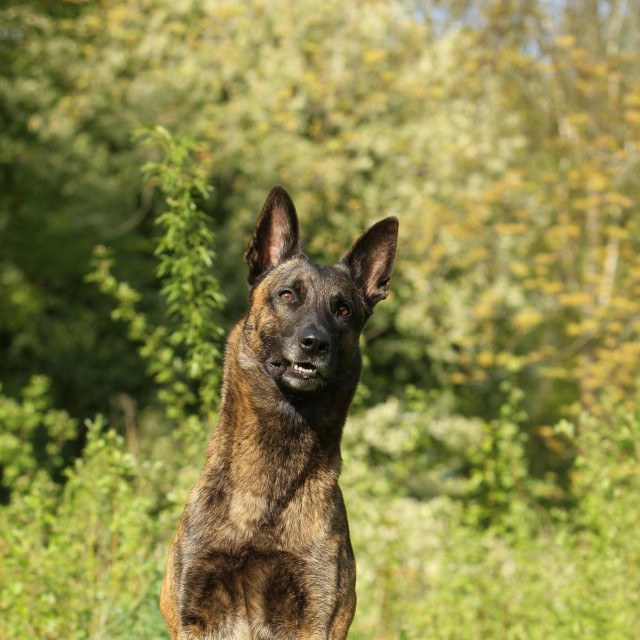 Ilustrativna fotografija nizozemskog ovčara