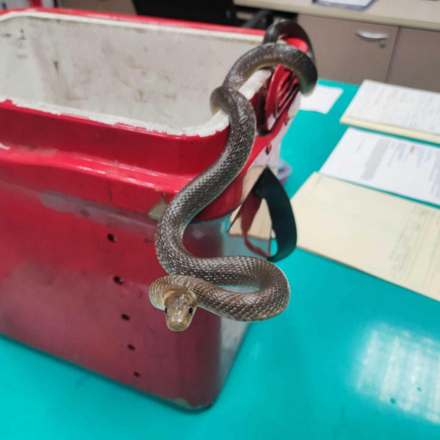 Zmija je završila u oporavilištu za divlje životinje Zoološkog vrta Grada Zagreba