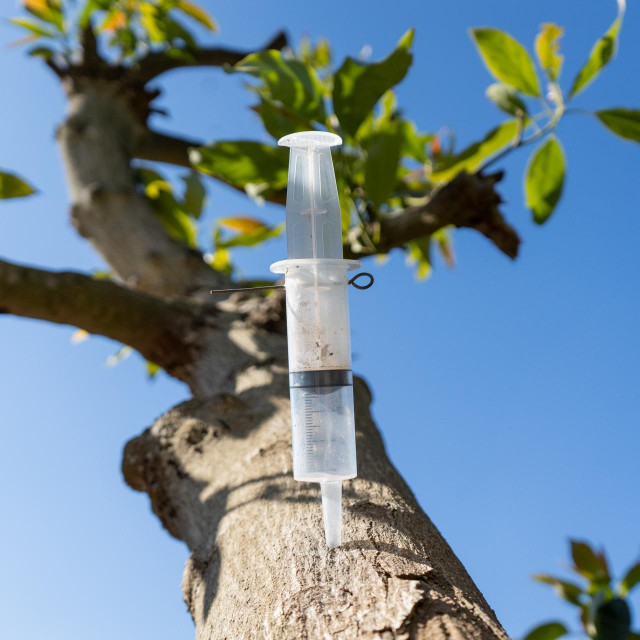 injecting treatment of a diseased tree