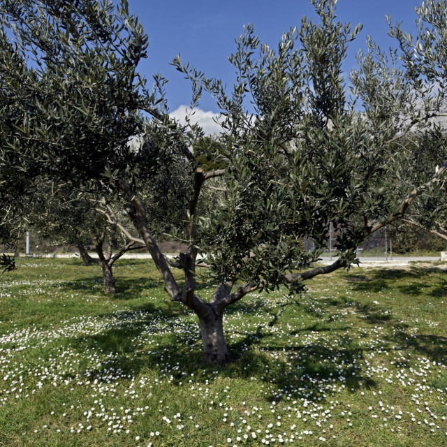 Maslina (ilustracija)