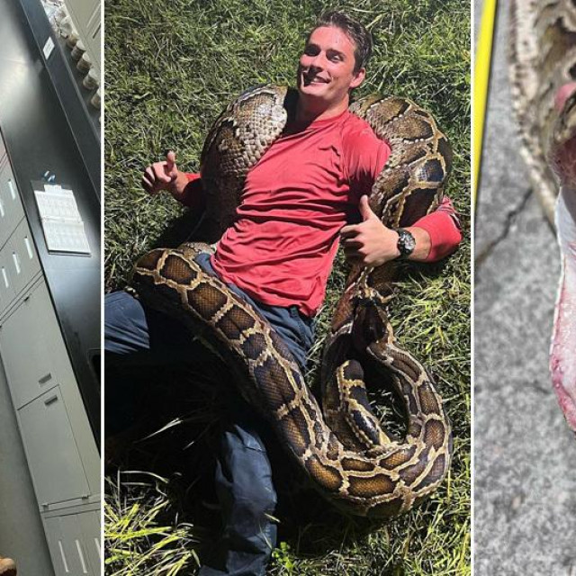 Ženka burmanskog pitona duga 5,8 metara i teška 57 kilograma najveća je dosad ulovljena u Floridi