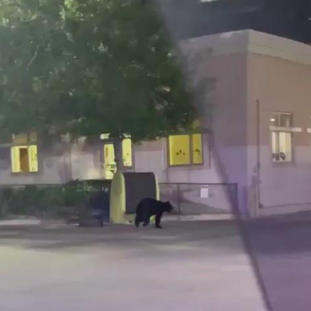 Crni medvjed u Homesteadu