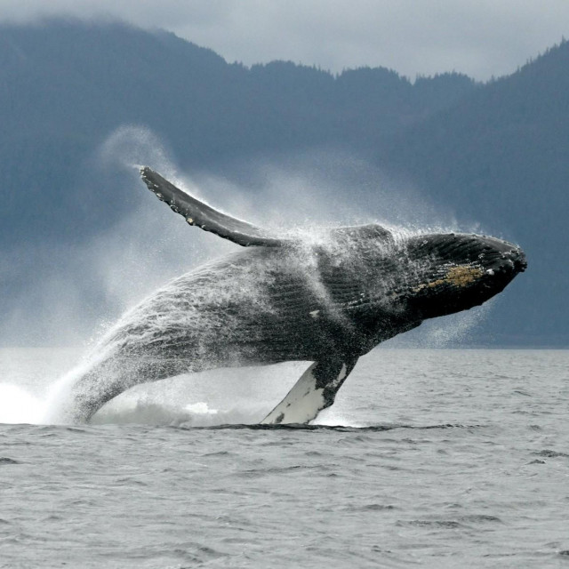 Grbavi kit; ilustracija