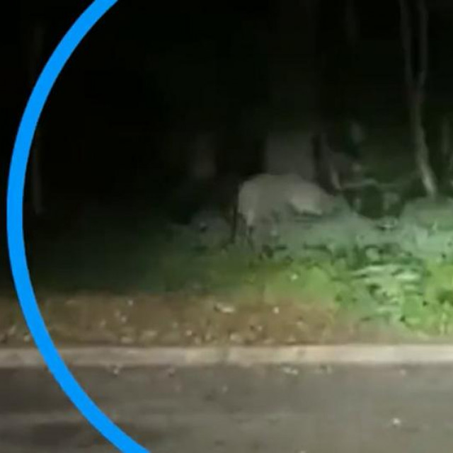 Divlja životinja kod Berlina