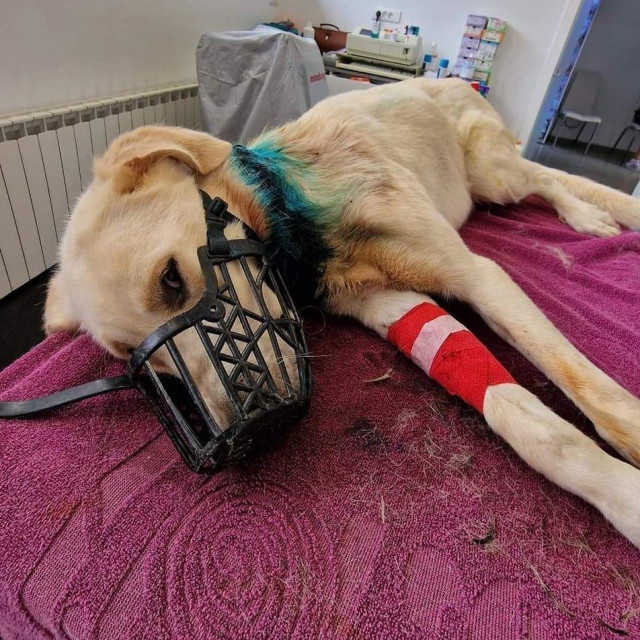 Spašeni Garo tražit će svoj zauvijek dom čim se u potpunosti oporavi od trauma kojima je bio izložen