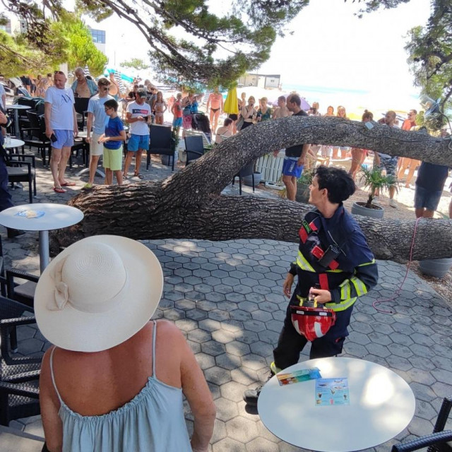 Srušeno stablo na plaži