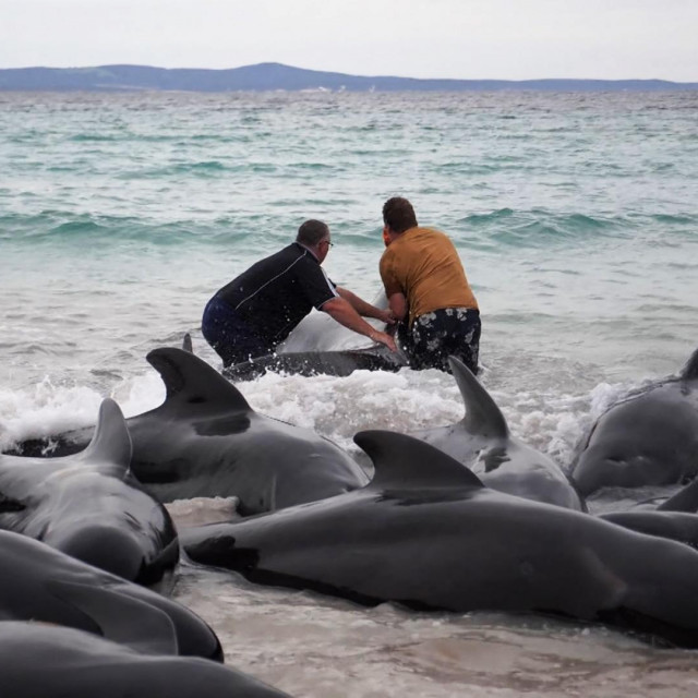Australija i susjedni Novi Zeland žarišta su masovnog nasukavanja kitova