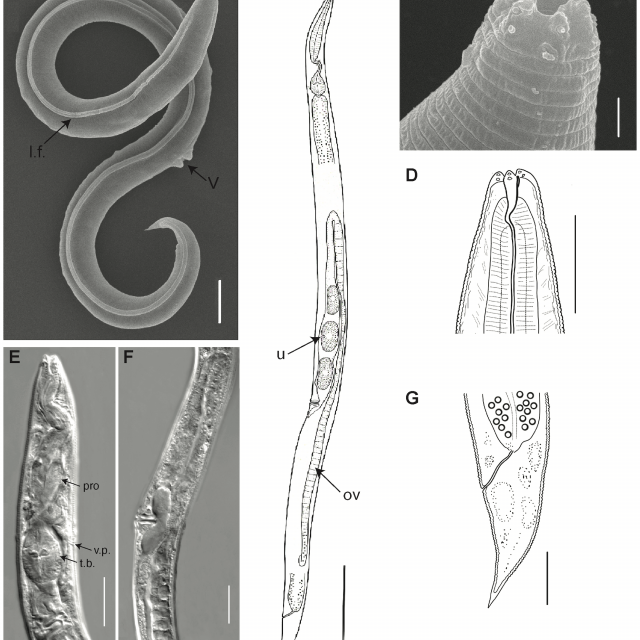 Panagrolaimus kolymaensis