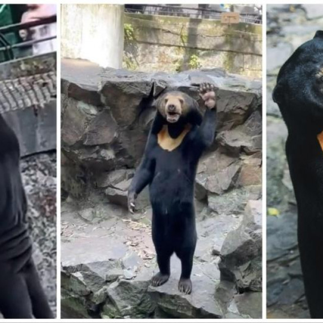 Sporni medvjed u kineskom ZOO-u