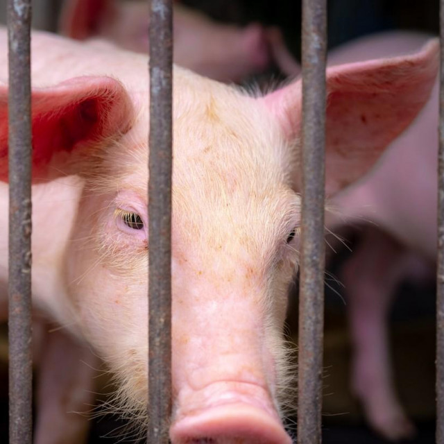 Ilustrativna fotografija