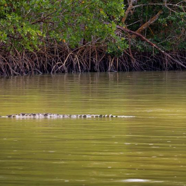 Ilustracija, krokodil u rijeci