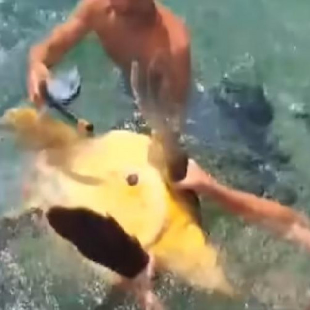 Maltretiranje kornjače