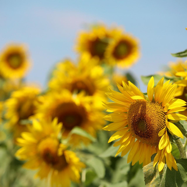 Suncokreti