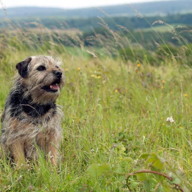 Border terijer, ilustracija