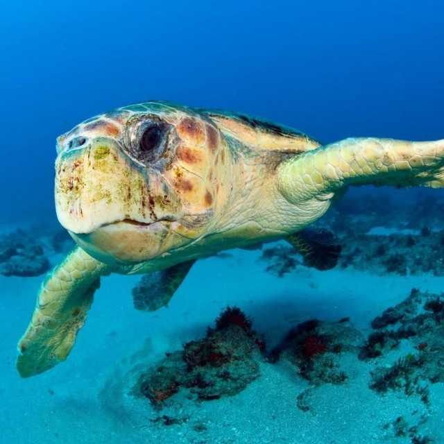 Glavata želva, ilustracija