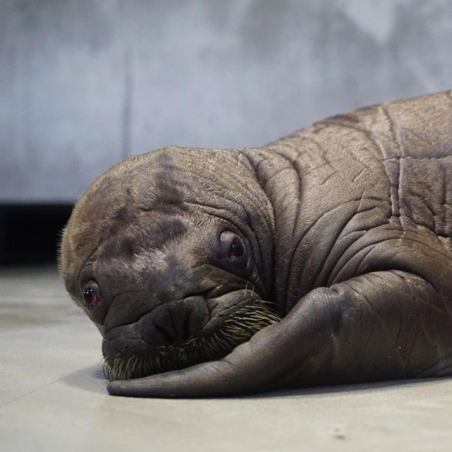 Mladunče morža, ilustracija