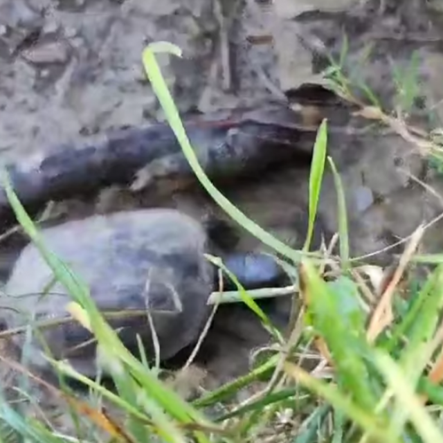 Spašena barska kornjača
 