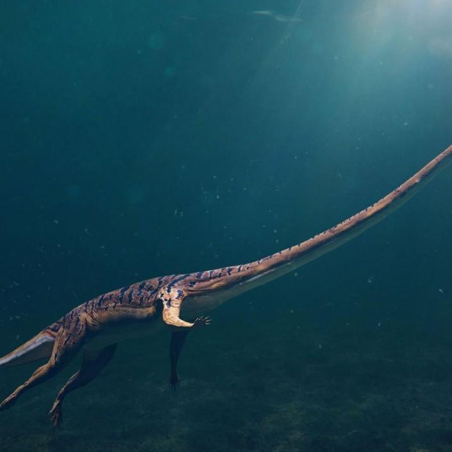 Tanystropheus hydroides