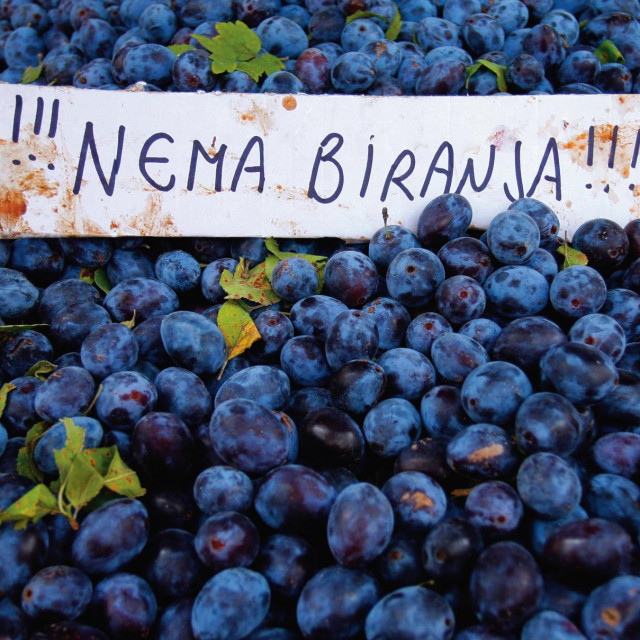 Sve je veći broj stranih turista koji, kad uspoređuju cijene, kažu: Bolje Skadar nego Zadar!
