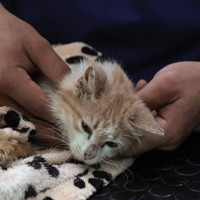 Dok se sam virus razlikuje od covida-19 i ne predstavlja prijetnju ljudima, aktivni sastojak u pilulama protiv covida, molnupiravir, obećava u liječenju mačaka s dijagnozom FIP-a